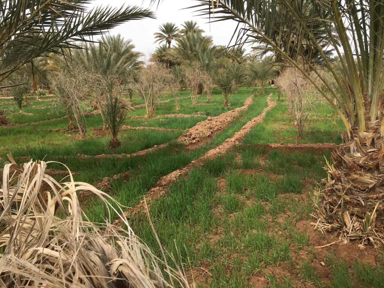 Le Sauvage Noble Hotel Zagora Kültér fotó